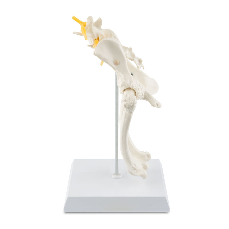 Osteomodel: hundehofte