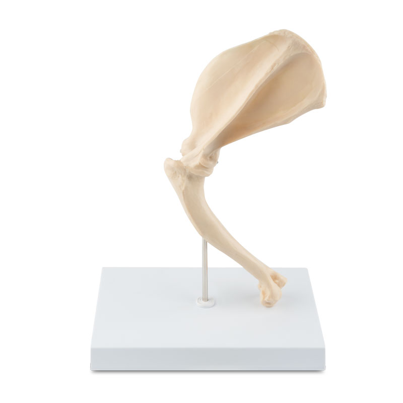 Osteomodel hundeskulder