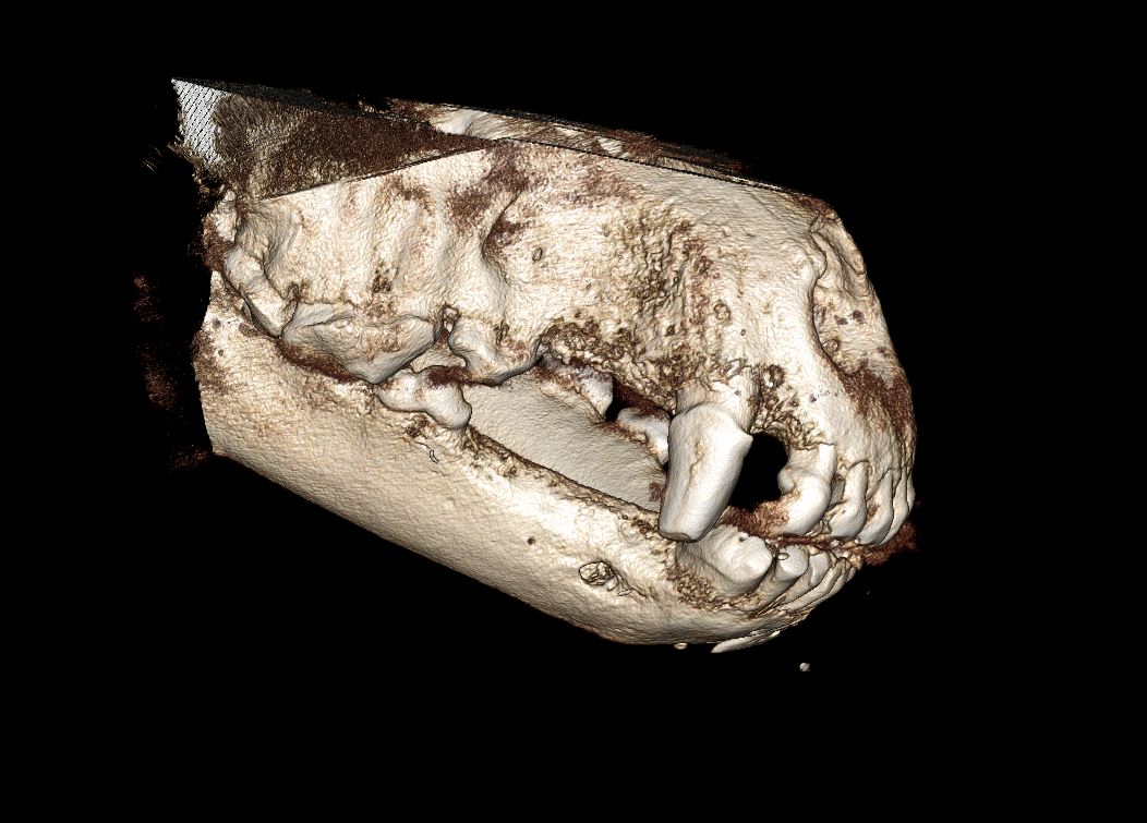 DCT 3D scanner iM3 MyVet
